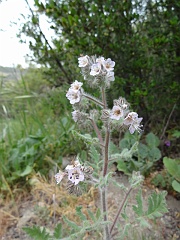 phacelia cicutaria